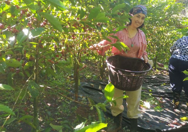 Monica leistet Nachbarschaftshilfe bei der Kaffee-Ernte