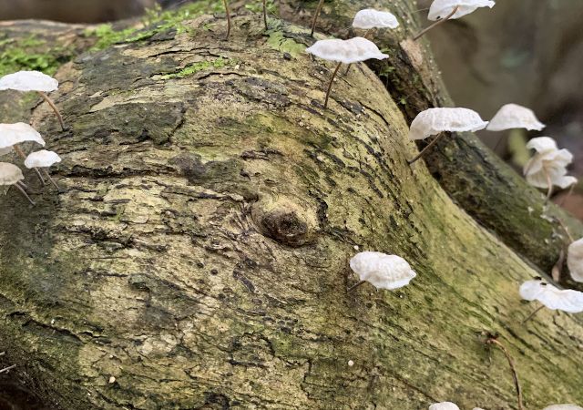 Pilze wachsen am Baum