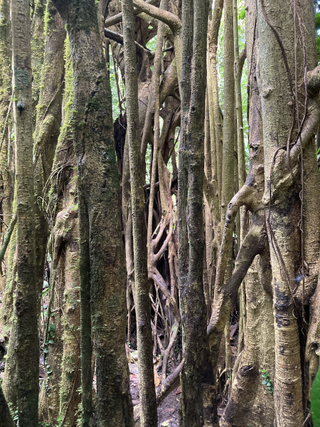 Baum mit vielen Wurzeln