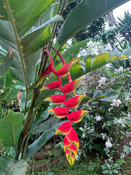 Palme mit roter Blüte