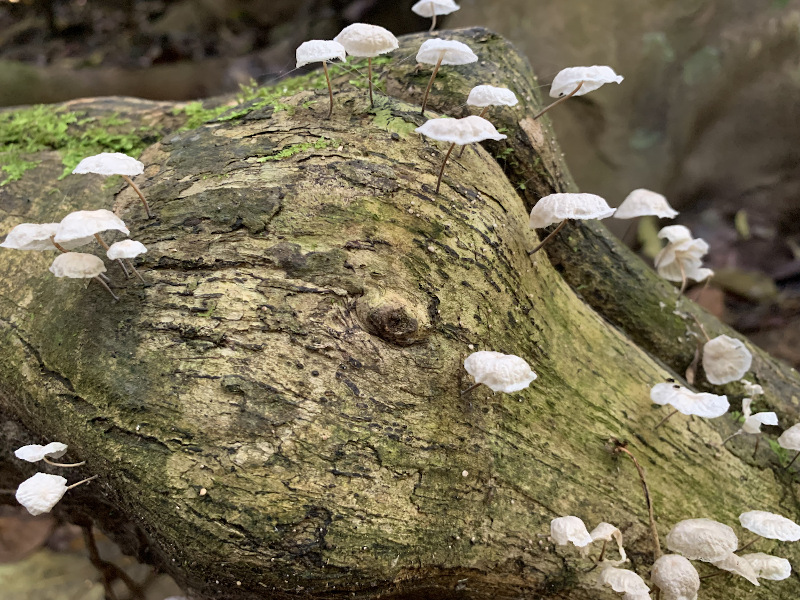 Plze wachsen am Baum