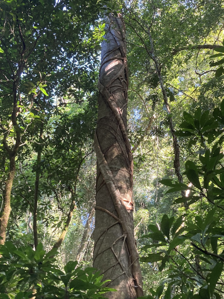 Baum mit vielen Wurzeln