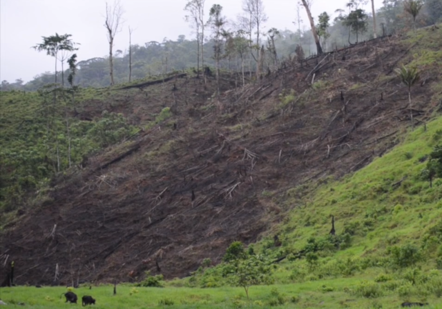 Video bosque azul project - Vimeo)